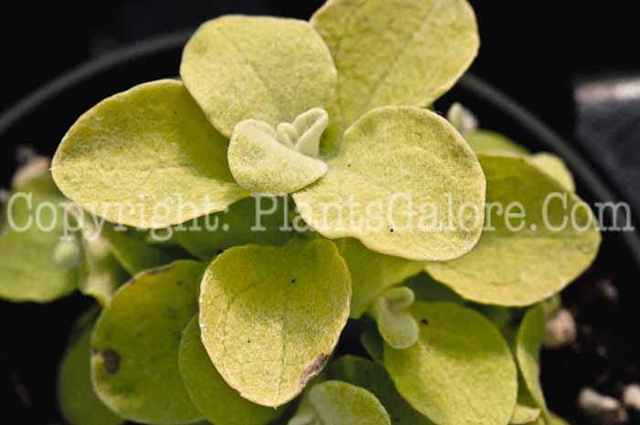 PGC-A-Helichrysum-thianschanicum-Lemon-Licorice-licorice-plant-1-2010