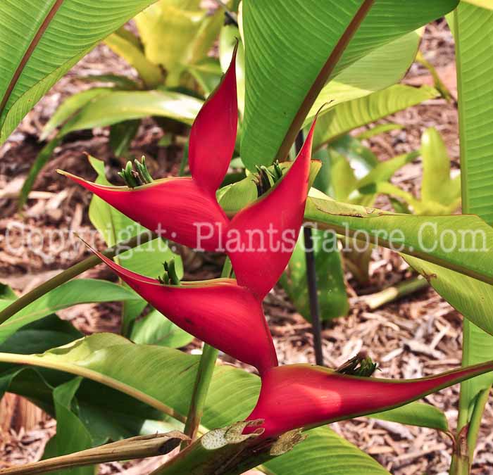 PGC-P-Heliconia-stricta-Iris-Red-2013-2