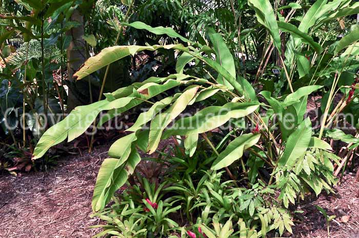 PGC-P-Heliconia-stricta-Iris-Red-2013-3