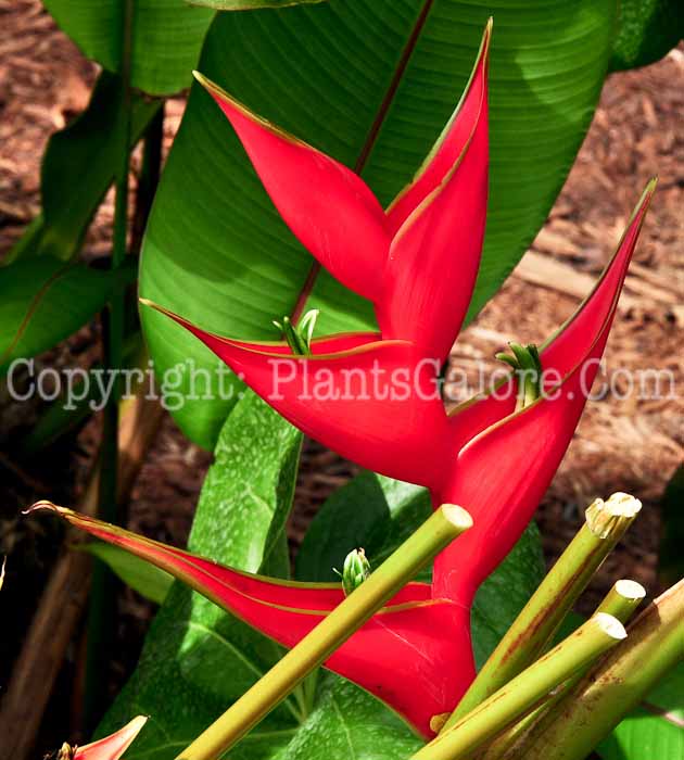 PGC-P-Heliconia-stricta-Iris-Red-2013-4