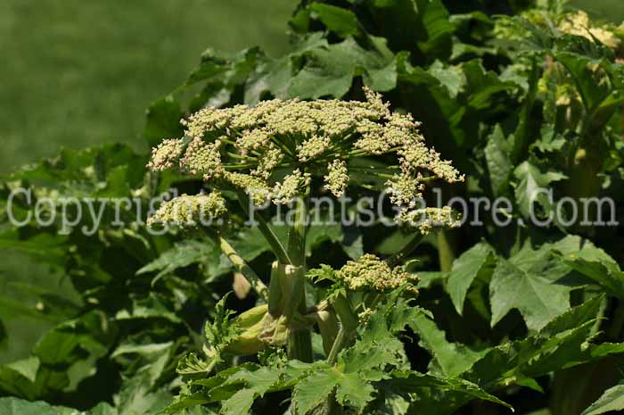 PGC-P-Heracleum-maximum-aka-Cowparsnip-flower-3