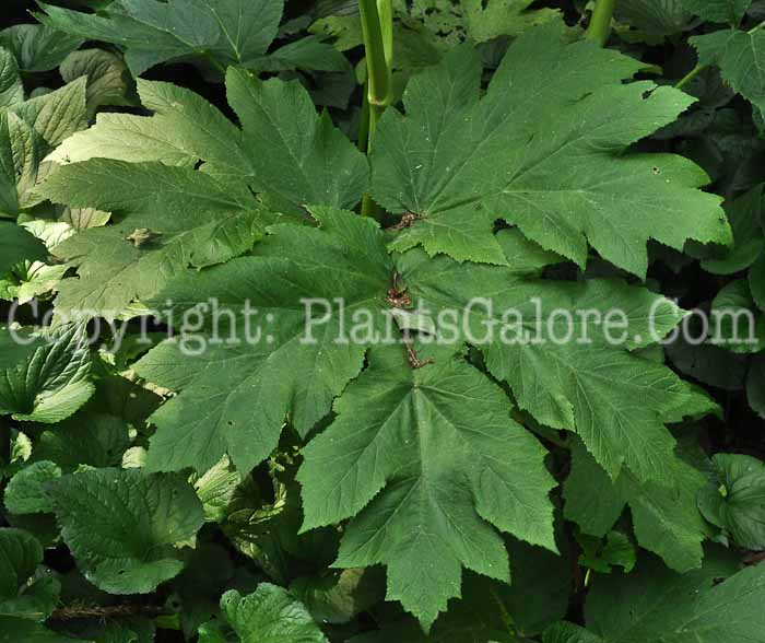 PGC-P-Heracleum-maximum-aka-Cowparsnip-leaf-1