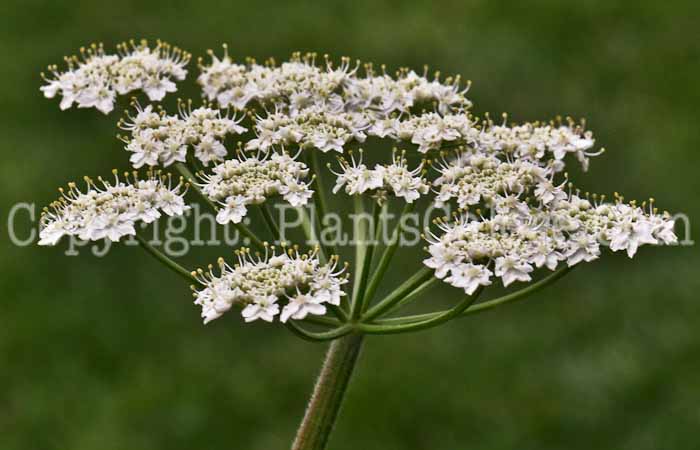 PGC-P-Heracleum-maximum-aka-Cowparsnip-flower-2