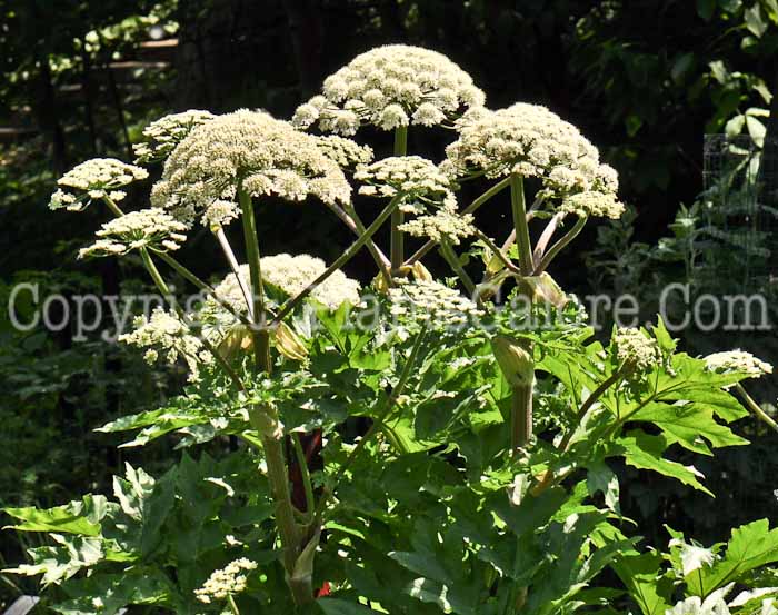PGC-P-Heracleum-maximum-aka-Cowparsnip-flower-4