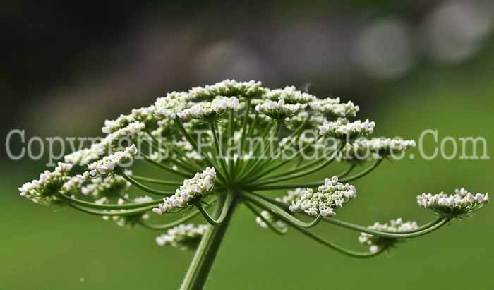 PGC-P-Heracleum-maximum-aka-Cowparsnip-flower-7