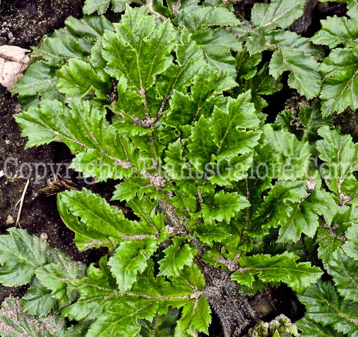 PGC-P-Heracleum-maximum-aka-Cowparsnip-leaf-2