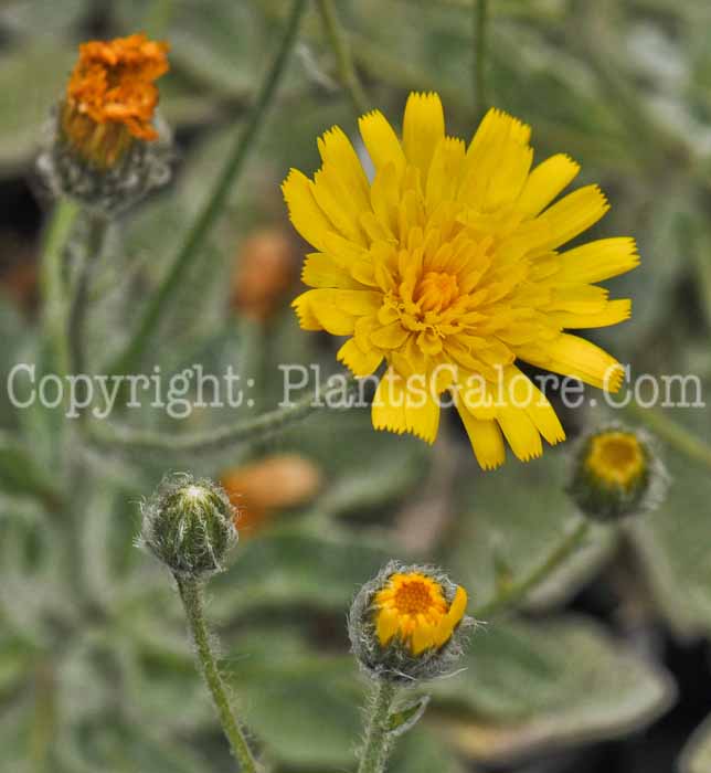 PGC-P-Hieracium-albiflorum-2011-Arrowhead-002