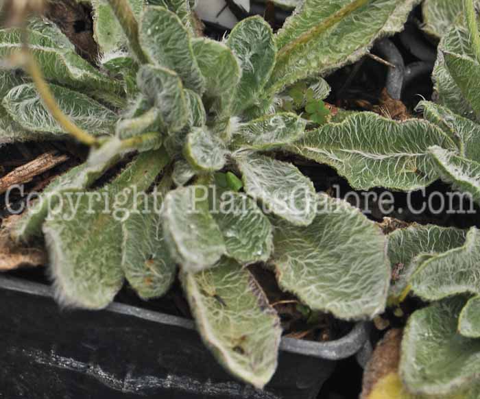 PGC-P-Hieracium-albiflorum-2011-Arrowhead-003