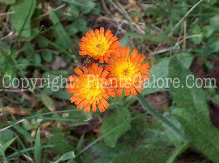PGC-P-Hieracium-aurantiacum-aka-Orange-Hawkweed-1