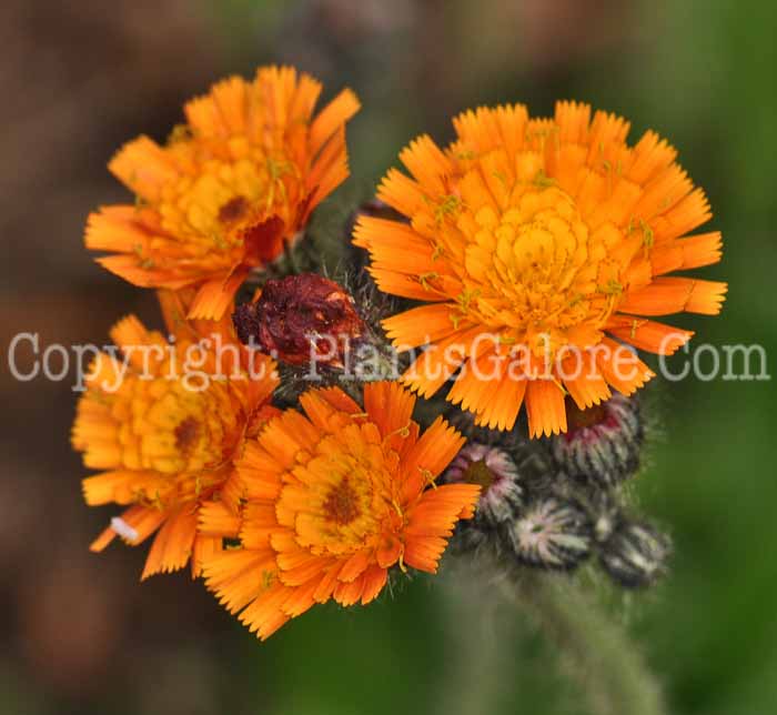 PGC-P-Hieracium-aurantiacum-aka-Orange-Hawkweed-2