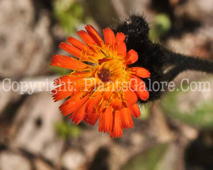 PGC-P-Hieracium-aurantiacum-aka-Orange-Hawkweed-3