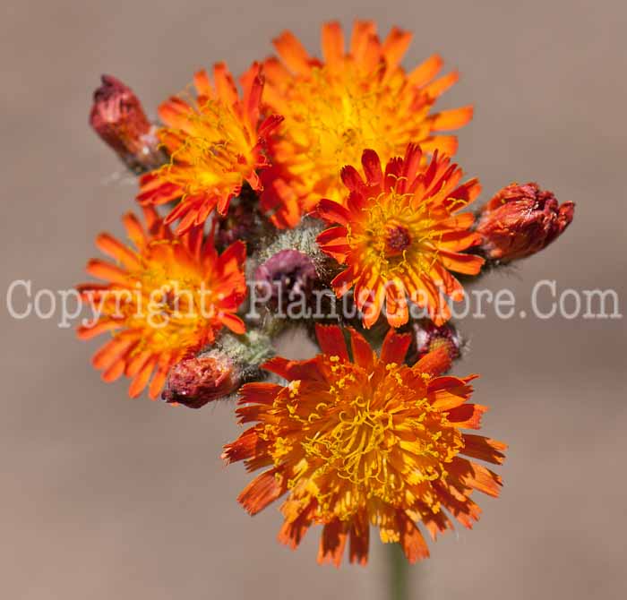PGC-P-Hieracium-aurantiacum-aka-Orange-Hawkweed-4