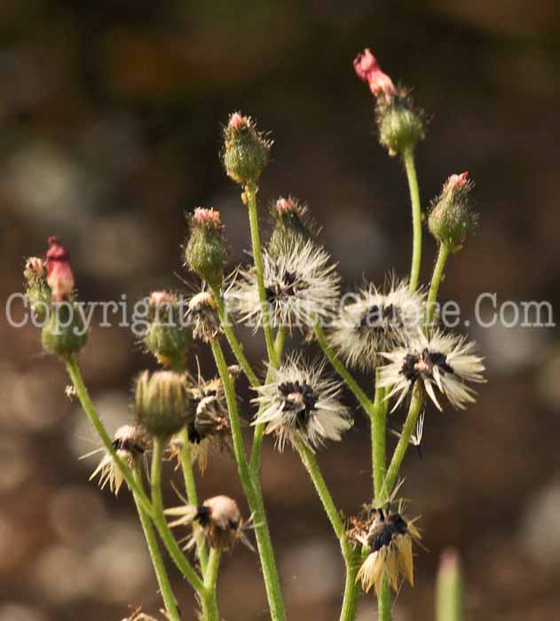 PGC-P-Hieracium-aurantiacum-aka-Orange-Hawkweed-5