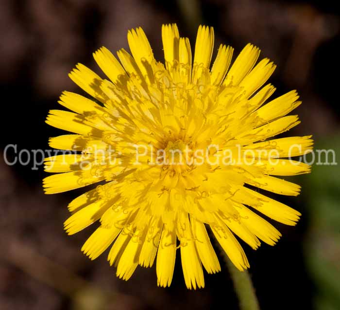 PGC-P-Hieracium-lachenalii-aka-Hawkweed-0514r-1