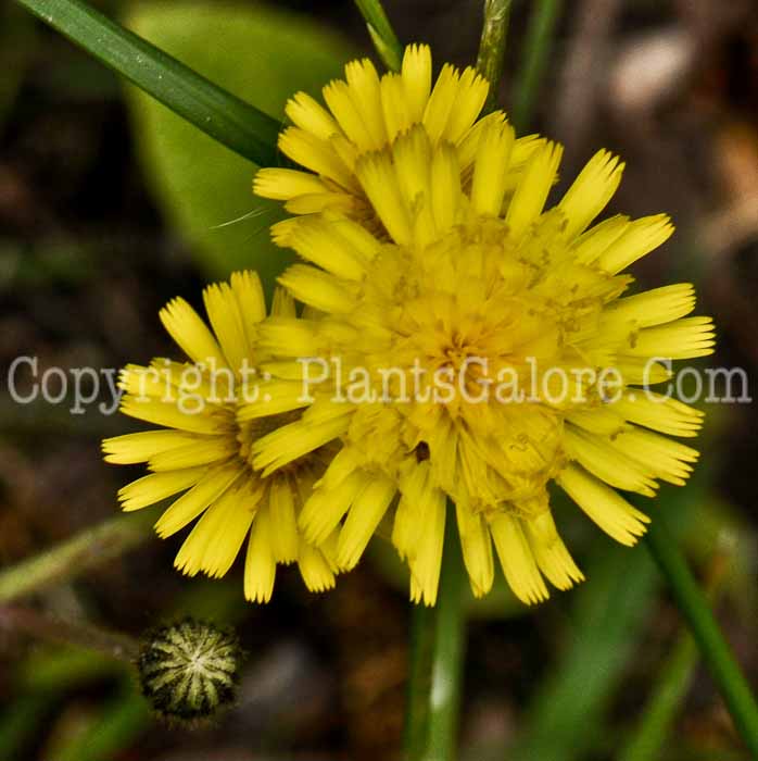 PGC-P-Hieracium-lachenallii-05-12-9-1