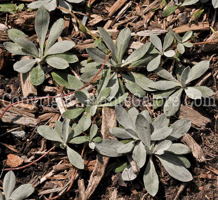PGC-P-Hieracium-tarda-MSU-8-2011-001