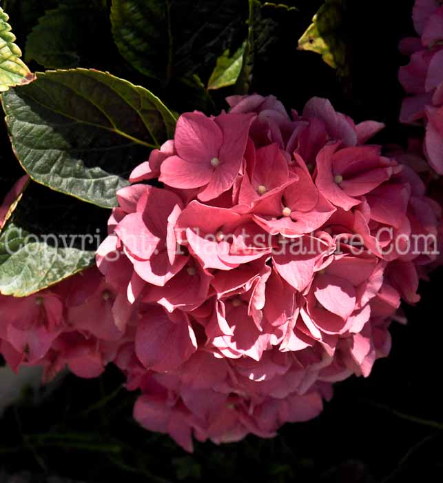 PGC-S-Hydrangea-Cityline-Vienna-05-12-2