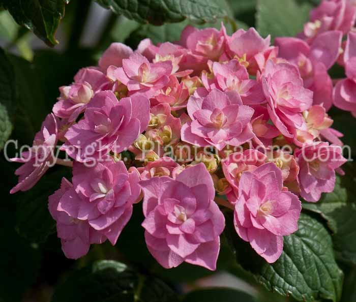 PGC-S-Hydrangea-Double-Delights-Expression-0514l-1