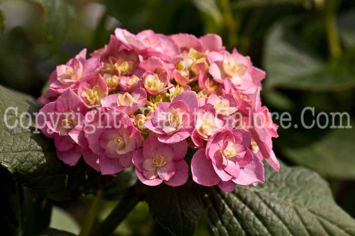 PGC-S-Hydrangea-Double-Delights-Expression-0514l-3
