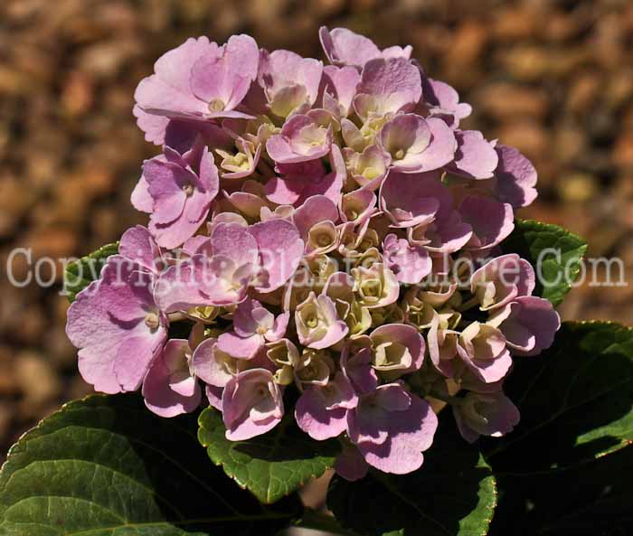 PGC-S-Hydrangea-Homigo-EngGard-08-2011-001