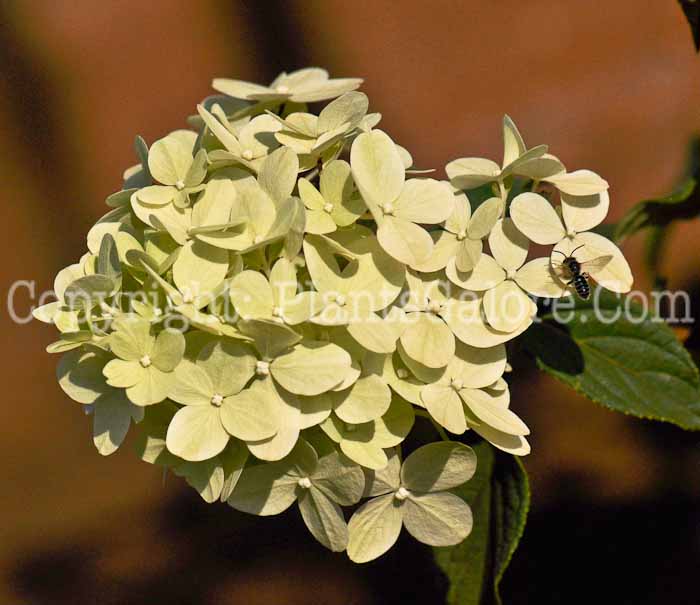 PGC-S-Hydrangea-Limelight-2012 (2 of 6)