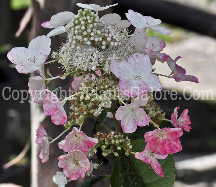 PGC-S-Hydrangea-paniculata-Bokratorch-813-1