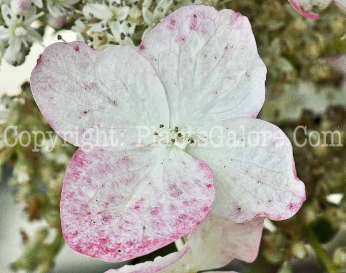 PGC-S-Hydrangea-paniculata-Bokratorch-813-2