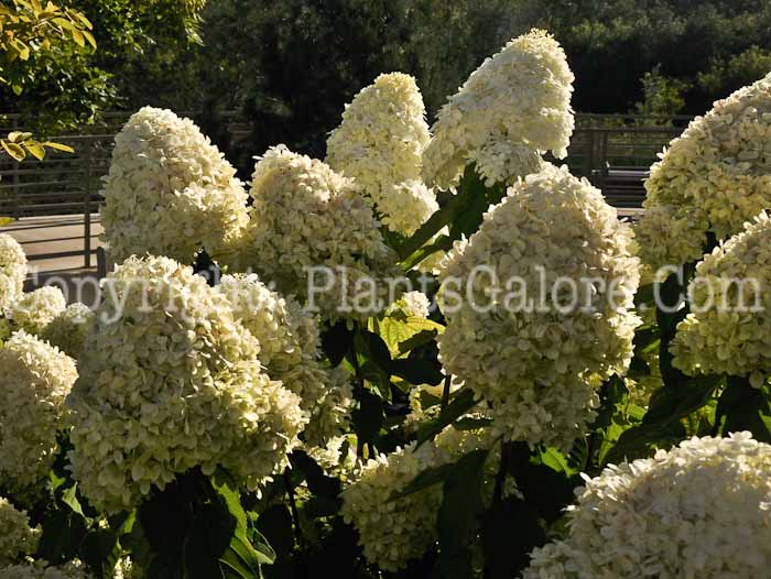 PGC-S-Hydrangea-paniculata-Limelight-0-2010-001
