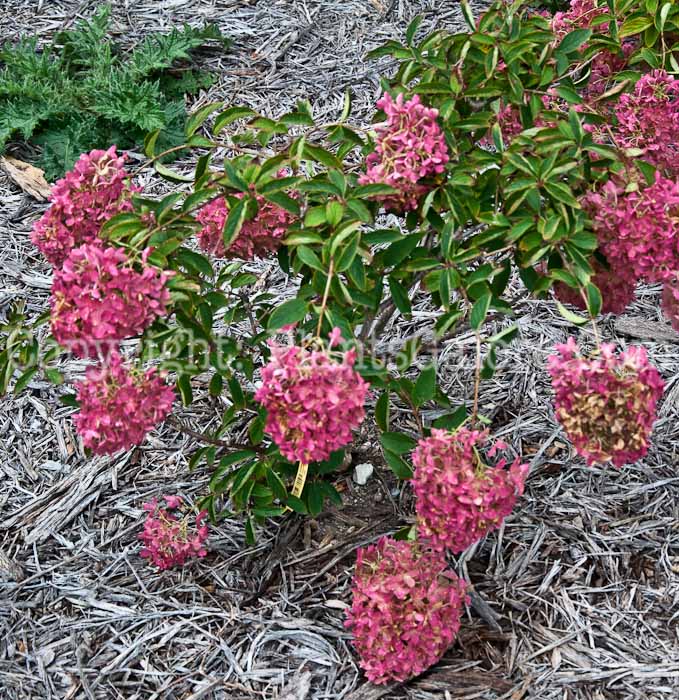 PGC-S-Hydrangea-paniculata-Little-Lamb-1013f-1
