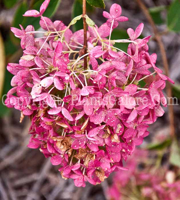 PGC-S-Hydrangea-paniculata-Little-Lamb-1013f-4