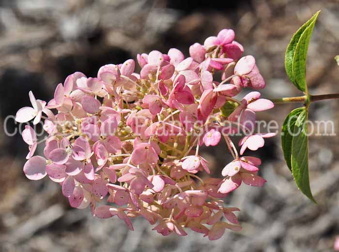 PGC-S-Hydrangea-paniculata-Little-Lamb-813d-2