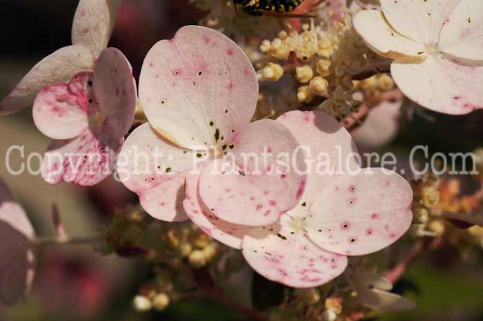 PGC-S-Hydrangea-paniculata-Quick-Fire-2010-001
