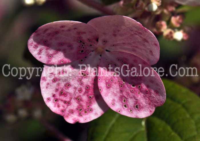 PGC-S-Hydrangea-paniculata-Quick-Fire-2010-002