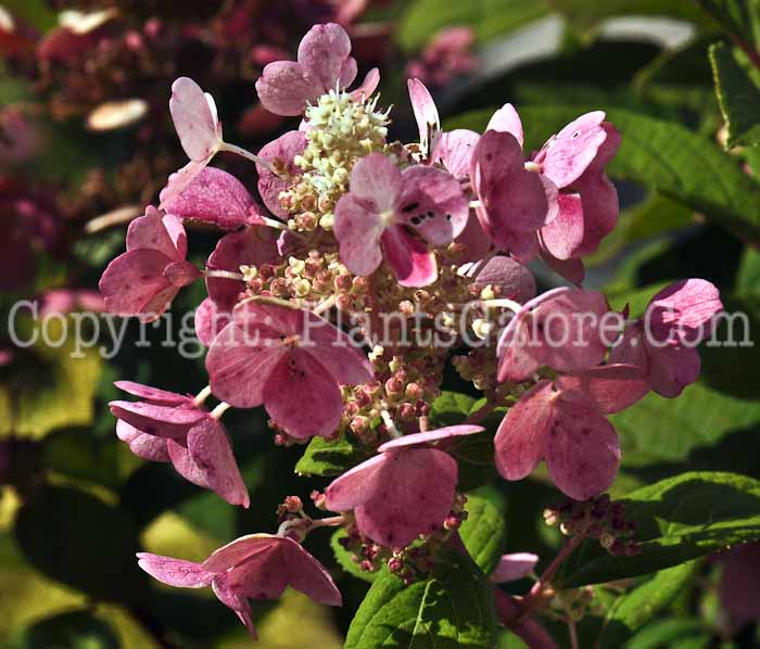 PGC-S-Hydrangea-paniculata-Quick-Fire-2010-005
