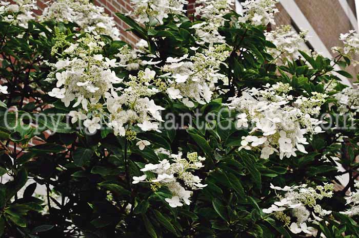 PGC-S-Hydrangea-paniculata-Unique-0-2010-001