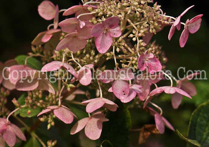 PGC-S-Hydrangea-paniculata-Unique-MSU-2011-001