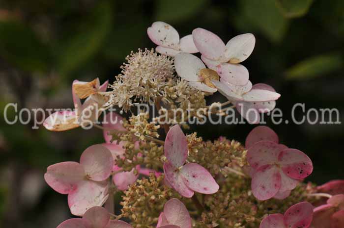 PGC-S-Hydrangea-paniculata-Unique-MSU-2011-002