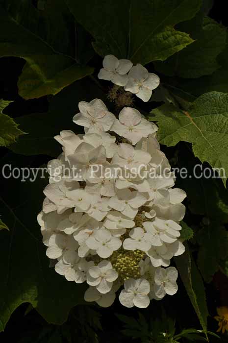 PGC-S-Hydrangea-quercifolia-aka-Oakleaf-Hydrangea-10