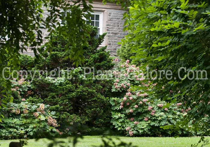 PGC-S-Hydrangea-quercifolia-aka-Oakleaf-Hydrangea-16