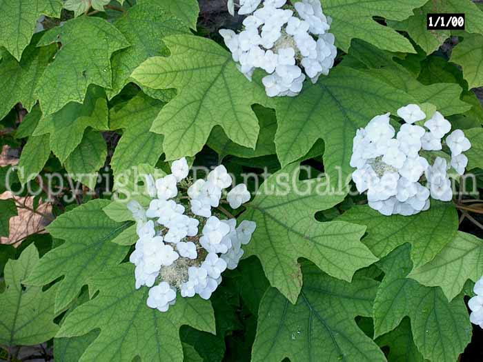 PGC-S-Hydrangea-quercifolia-aka-Oakleaf-Hydrangea-2