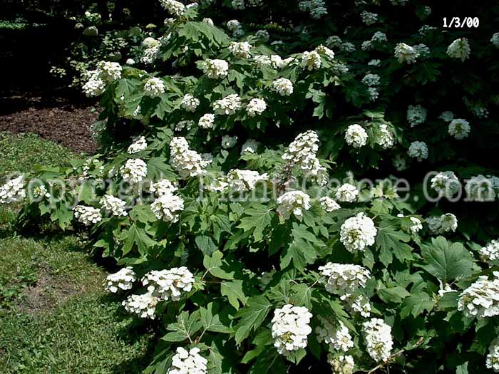 PGC-S-Hydrangea-quercifolia-aka-Oakleaf-Hydrangea-3