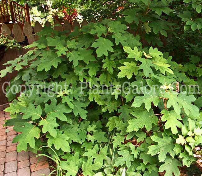 PGC-S-Hydrangea-quercifolia-aka-Oakleaf-Hydrangea-6
