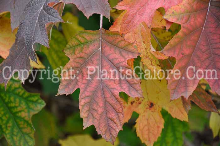 PGC-S-Hydrangea-quercifolia-aka-Oakleaf-Hydrangea-7
