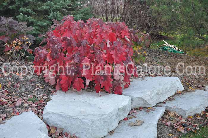 PGC-S-Hydrangea-quercifolia-aka-Oakleaf-Hydrangea-8