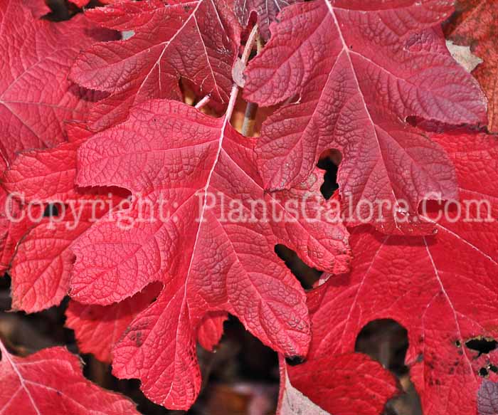 PGC-S-Hydrangea-quercifolia-aka-Oakleaf-Hydrangea-9