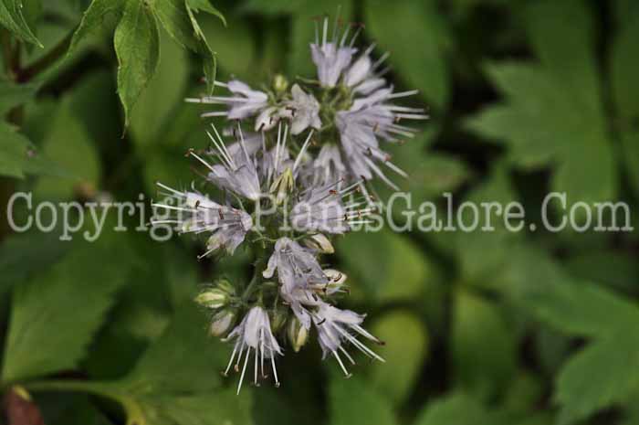 PGC-P-Hydrophyllum-virginianum-aka-Indian-Salad-1