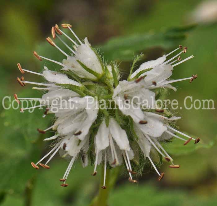 PGC-P-Hydrophyllum-virginianum-aka-Indian-Salad-3