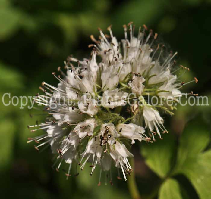 PGC-P-Hydrophyllum-virginianum-aka-Indian-Salad-4