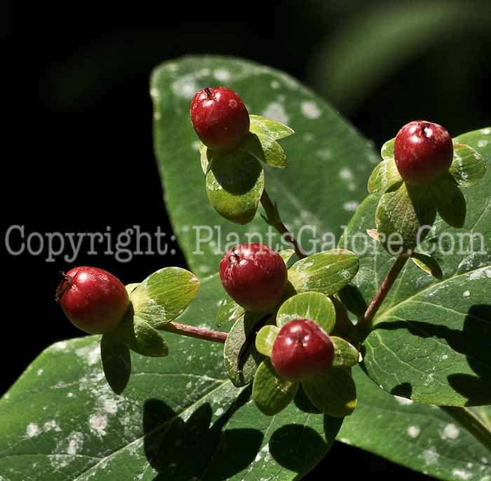 PGC-S-Hypericum-androsaemum-aka-Tutsan-2012-1