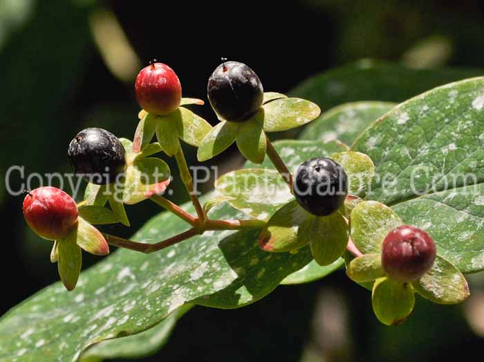 PGC-S-Hypericum-androsaemum-aka-Tutsan-2012-2